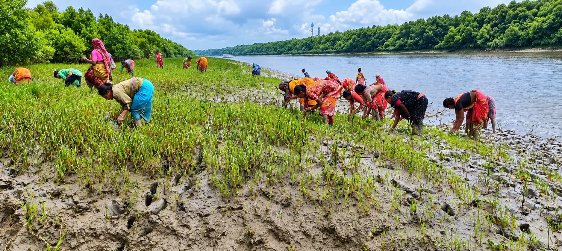 Mangrove plantation by local communities